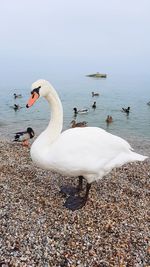 Swans swimming in lake