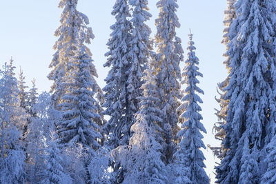 Low angle view of pine tree