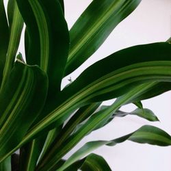 Low angle view of tree