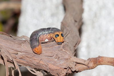 Close-up of photo of yellow worm or caterpillar feeding on tree trunk