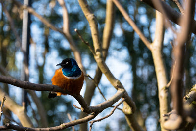 Low angle view of bird perching on tree