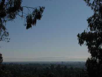 Trees against clear sky