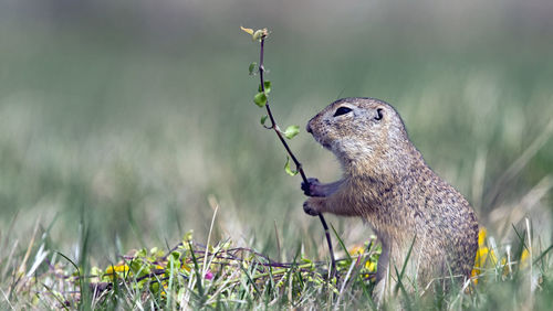 Close-up of squirrel