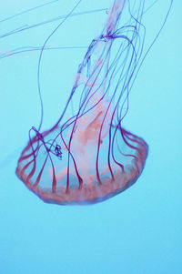 Close-up of jellyfish swimming in blue water