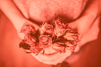 Close-up of pink rose flower