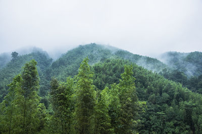 Trees in forest against sky during foggy weather