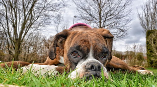 Close-up portrait of boxer relaxing on grassy field