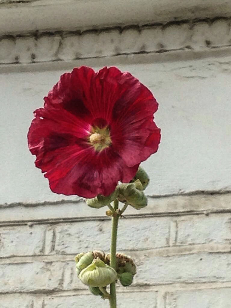 CLOSE-UP OF RED ROSE IN FRONT OF RED FLOWERS