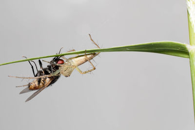 Close-up of insect against white background