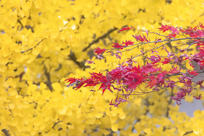 Close-up of yellow flowering plant during autumn