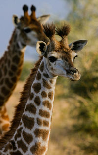 Close-up of giraffe