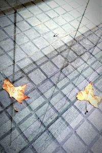 Leaves on ground