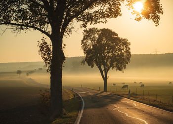 Trees by road against sky during sunset