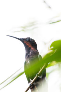 Close-up of bird perching on tree