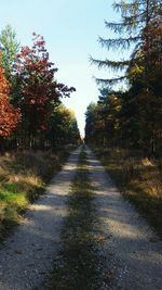 Footpath amidst trees