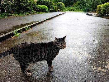 Portrait of cat sitting on road