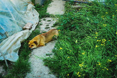 High angle view of cat lying down on land