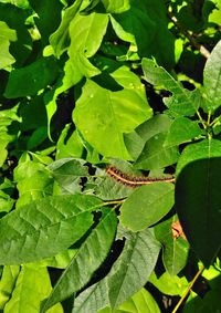 High angle view of insect on leaves