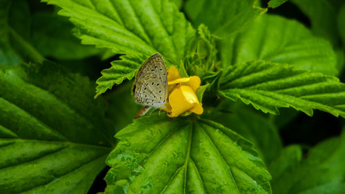 Close-up of butterfly on yellow flower