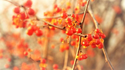 Close-up of red berries growing on plant