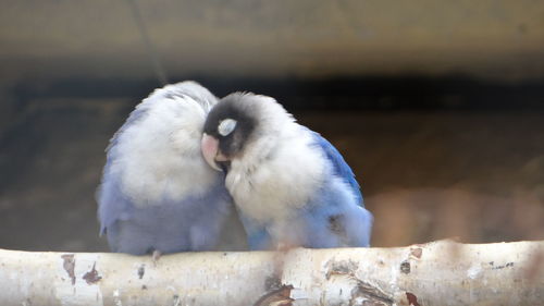Close-up of bird