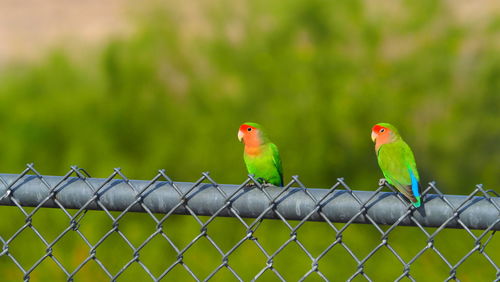 Bird perching on a fence