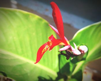 Close-up of red flower