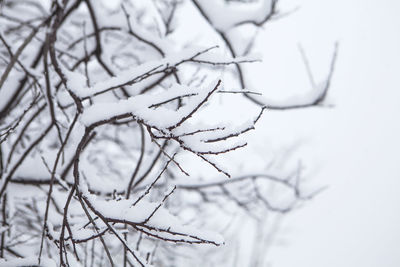 Close-up of frozen plant during winter