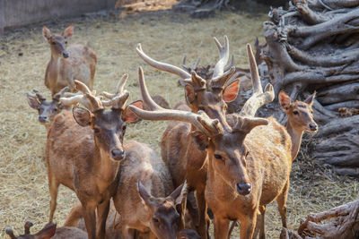 Deer in a field