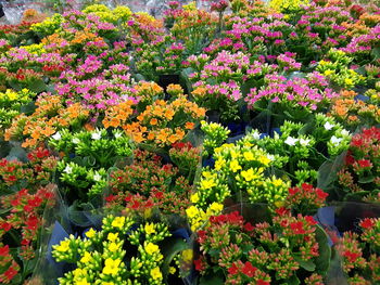 Close-up of colorful flowers