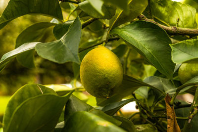 Close-up of fruit growing on tree