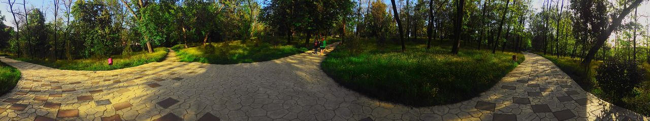 Footpath passing through forest