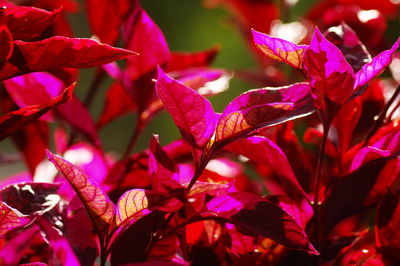 Close-up of red flowering plant leaves