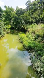 Scenic view of lake in forest against sky