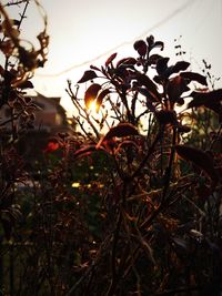 Close-up of silhouette plants against sky during sunset