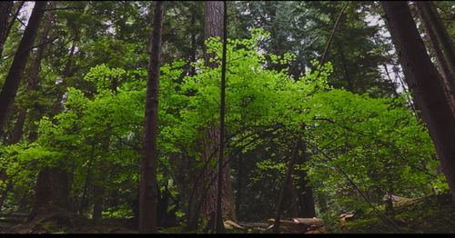 Trees in forest