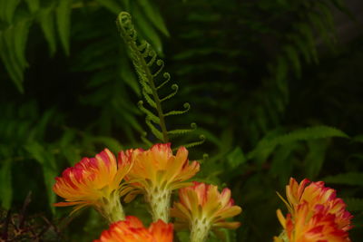 Close-up of orange flowering plant