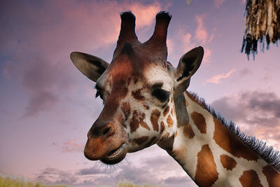 giraffe