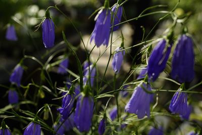 Close-up of purple flowering plants on field