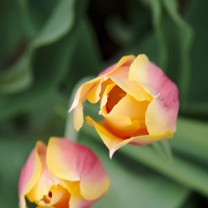 Close-up of rose tulip