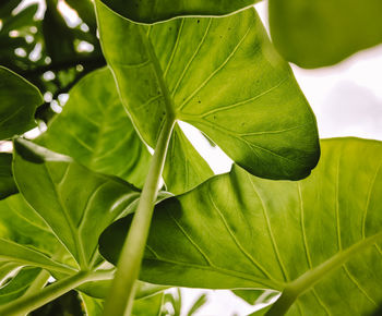 Close-up of green leaves