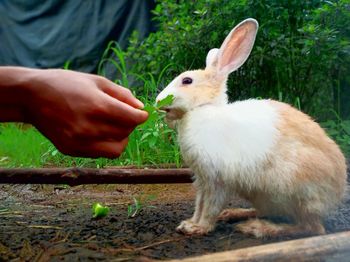 Close-up of hand holding rabbit