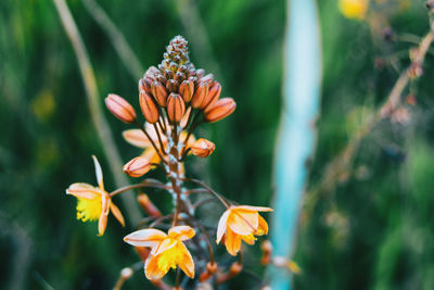 Close-up of flowering plant