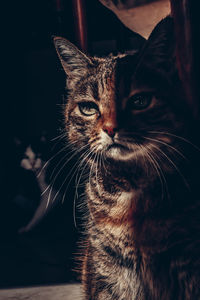 Close-up portrait of a cat at home