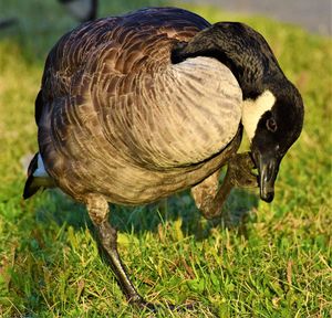 Close-up of a bird on field