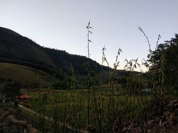 Scenic view of field against clear sky