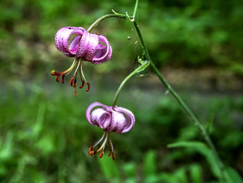 Close-up of purple flowering plant