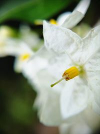 Close-up of yellow flowering plant