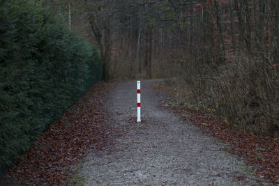 Road amidst trees in forest