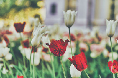 Close-up of red flowering plant on field